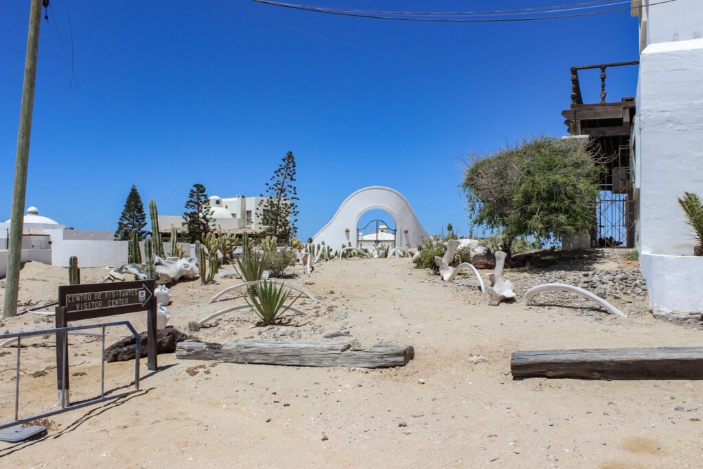 CEDO, Intercultural Center for the Study of Deserts and Oceans, Rocky Point Museum, Educational Activities in Rocky Point