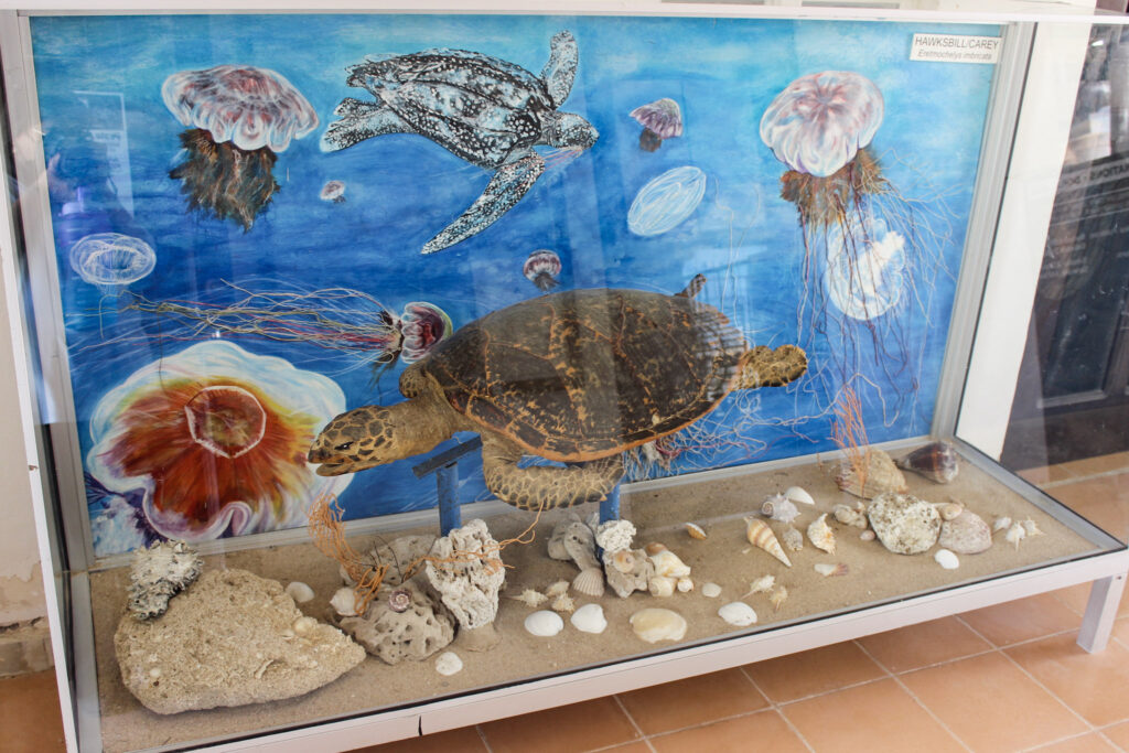 Preserved Turtle, CEDO, Intercultural Center for the Study of Deserts and Oceans, Rocky Point Museum, Educational Activities in Rocky Point
