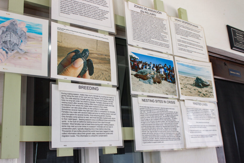 CEDO, Intercultural Center for the Study of Deserts and Oceans, Rocky Point Museum, Educational Activities in Rocky Point