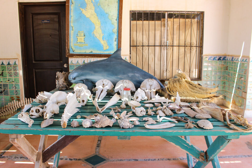 CEDO, Intercultural Center for the Study of Deserts and Oceans, Rocky Point Museum, Educational Activities in Rocky Point