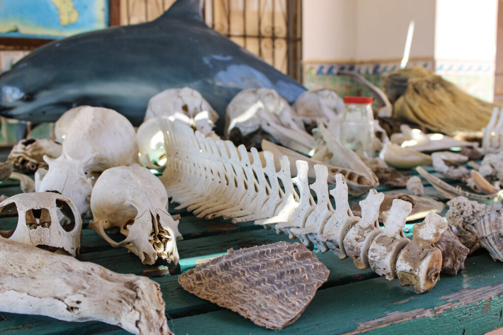 CEDO, Intercultural Center for the Study of Deserts and Oceans, Rocky Point Museum, Educational Activities in Rocky Point