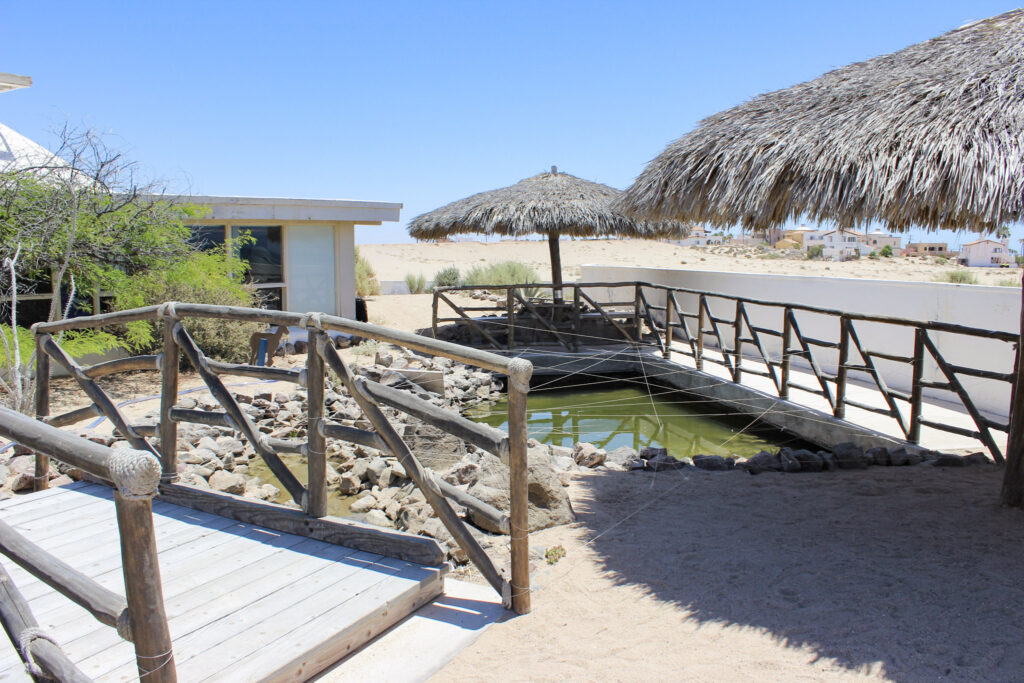 Interior, CEDO, Intercultural Center for the Study of Deserts and Oceans, Rocky Point Museum, Educational Activities in Rocky Point