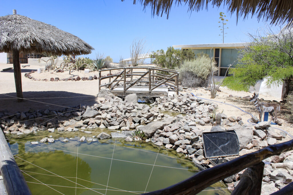 Interior, CEDO, Intercultural Center for the Study of Deserts and Oceans, Rocky Point Museum, Educational Activities in Rocky Point